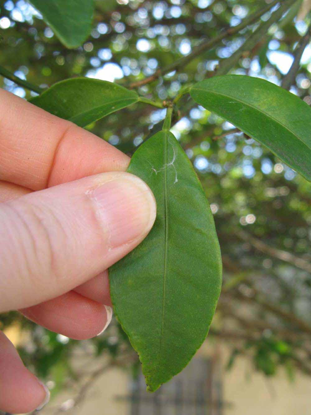              Unifoliolate leaf (Winter Haven, FL)       